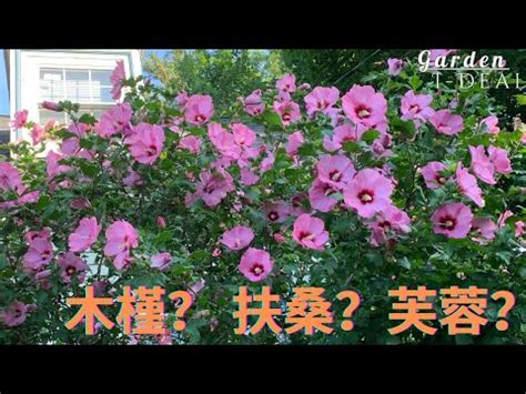 芙蓉 風水|芙蓉種植風水：何處擺放最旺宅？